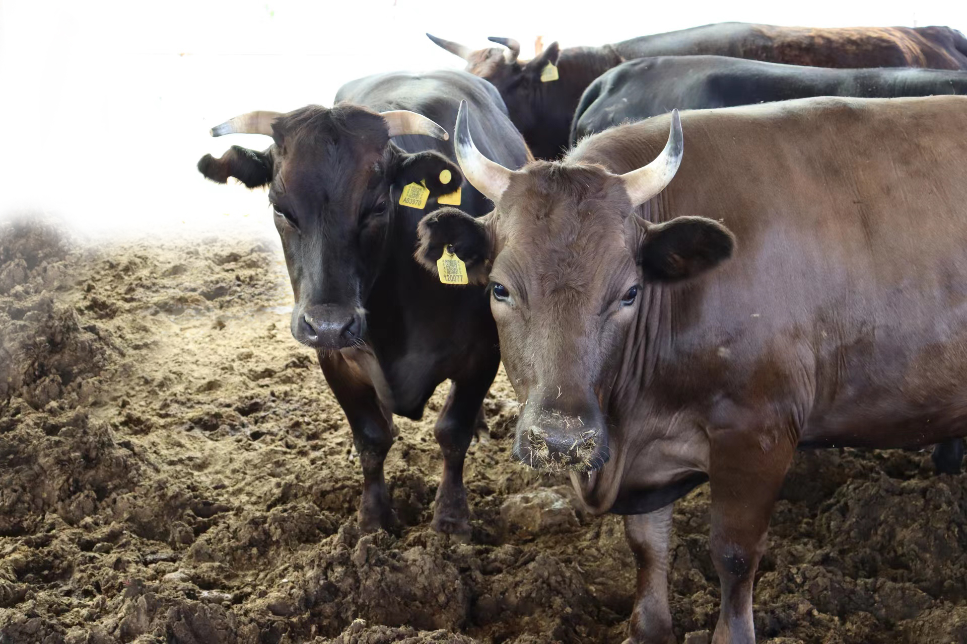 枣庄市本土大型特色规模黑牛示范基地(图3)