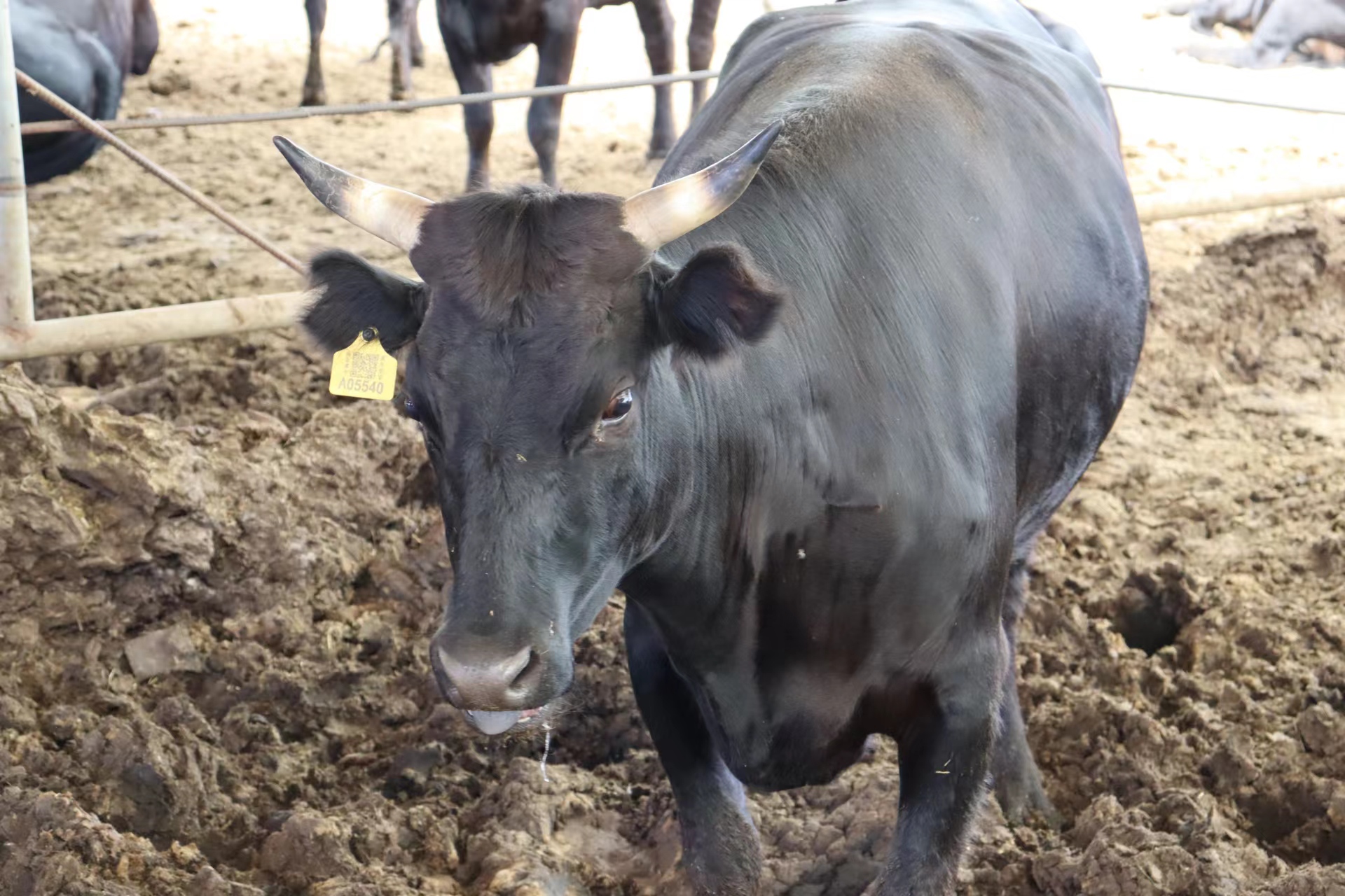 枣庄市本土大型特色规模黑牛示范基地(图8)