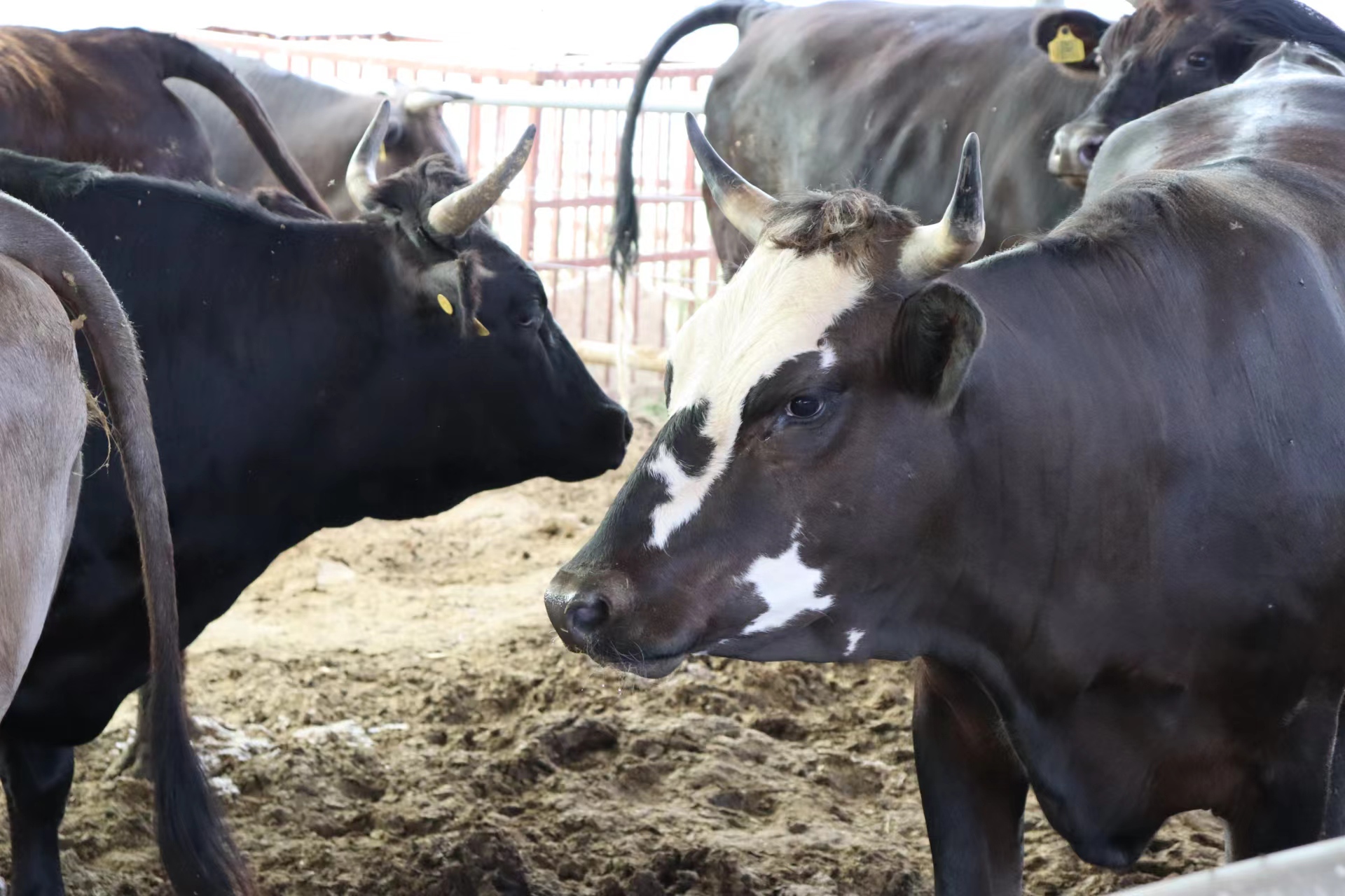 枣庄市本土大型特色规模黑牛示范基地(图7)
