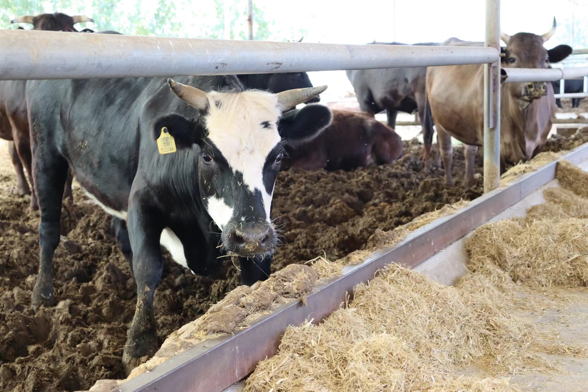 枣庄市本土大型特色规模黑牛示范基地(图9)